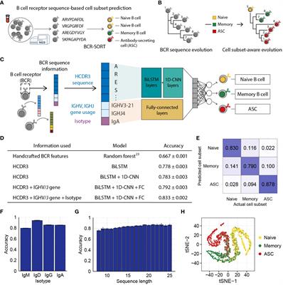 Identification of B cell subsets based on antigen receptor sequences using deep learning